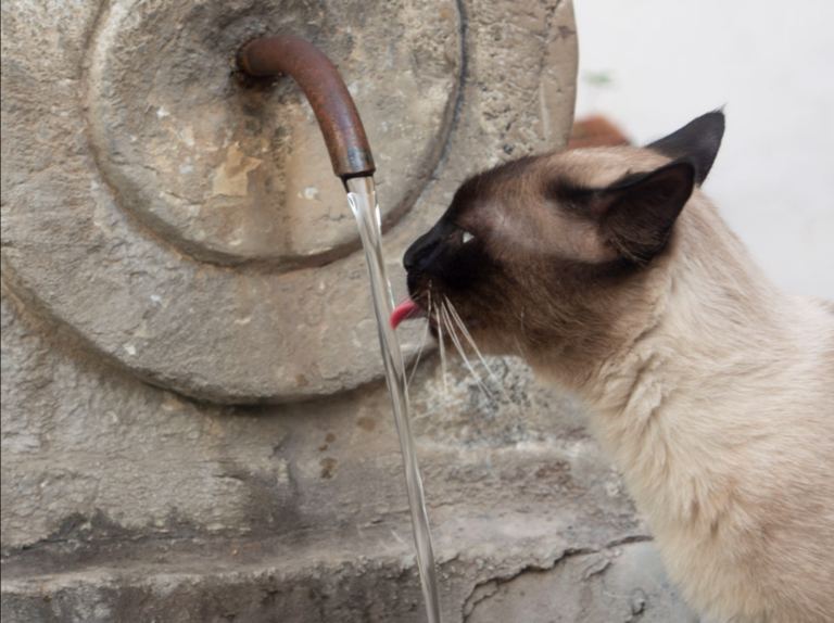 Martina Wenzl "Katze am Brunnen"